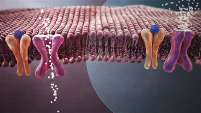 diabetes, obesidad, ops, salud