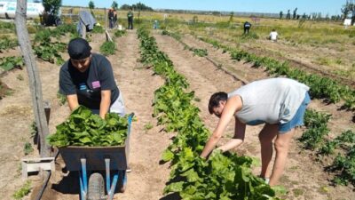 COSECHAS, INTA, invernáculos, PARCELAS, TRELEW