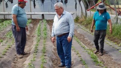 Productores de Sarmiento avanzan en la producción de plantines