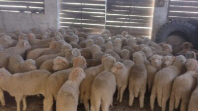 Policía secuestró camión con 126 corderos