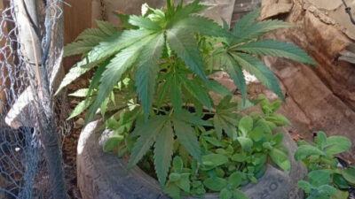 En un allanamiento por hurto encontraron plantas de marihuana