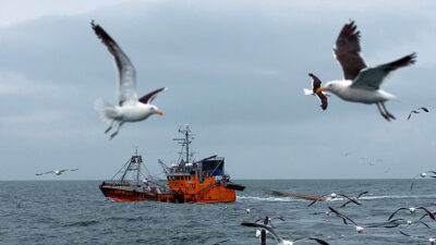 Carlos Eliceche, Legislatura de Chubut, Ley de Pesca, Permisos de pesca, Rossana Artero, tatiana goic