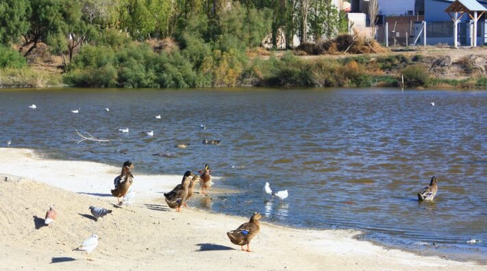 Laguna, Madryn, obras, parque, Sastre