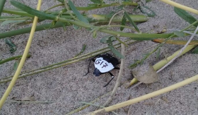 Los escarabajos y su importante rol en la conservación de los médanos
