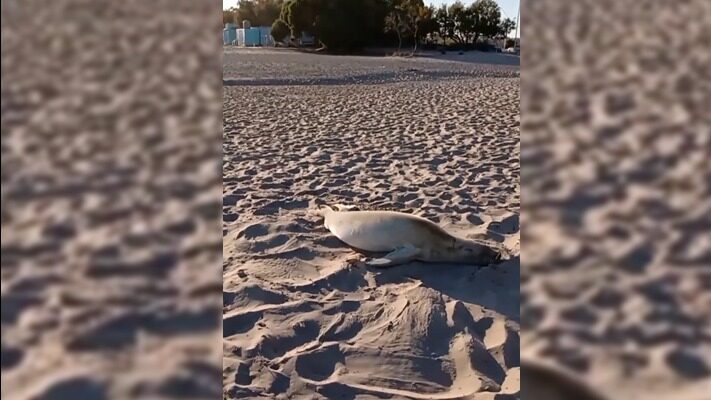 Foca, Madryn, playa, Victor Fratto