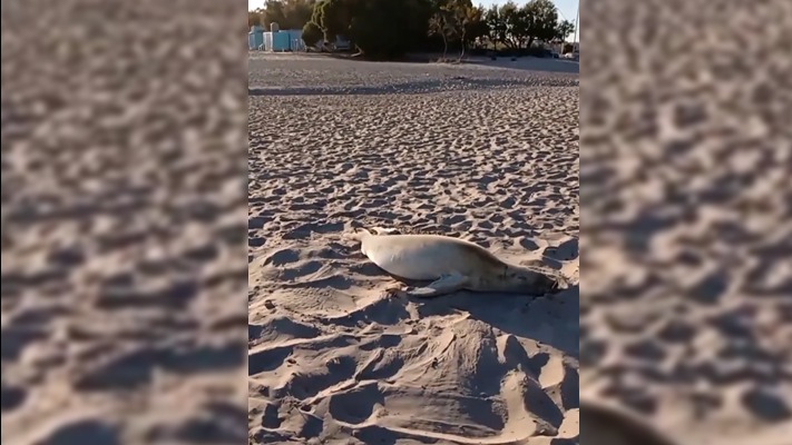 Apareció una foca cangrejera en la costa madrynense