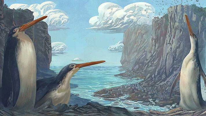 Fósiles, hallazgo, Kumimanu fordycei, Nueva Zelanda, paleontología, pingüino