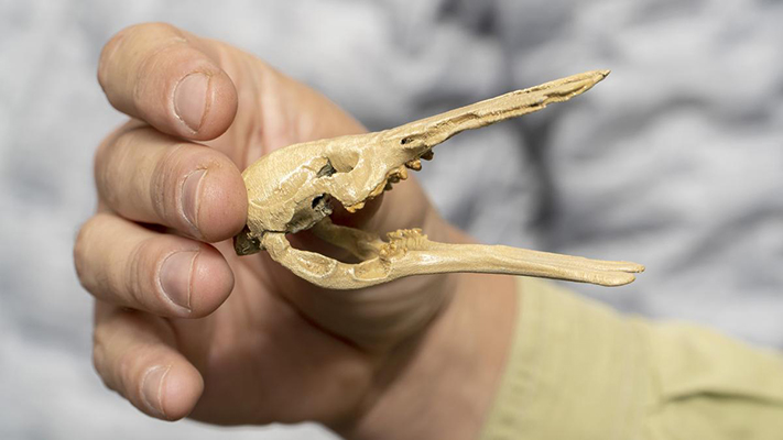 Hallaron restos de un ornitorrinco que vivió hace 70 millones de años