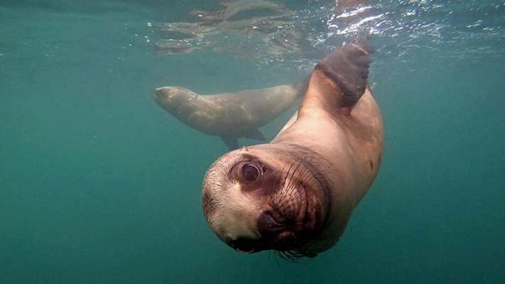 Se recupera la población de lobos marinos en la costa patagónica