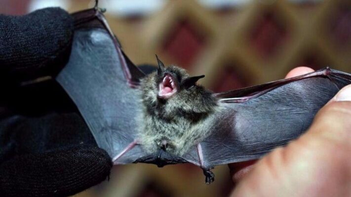Trevelin: Hallan un murciélago con rabia y vacunarán a las mascotas