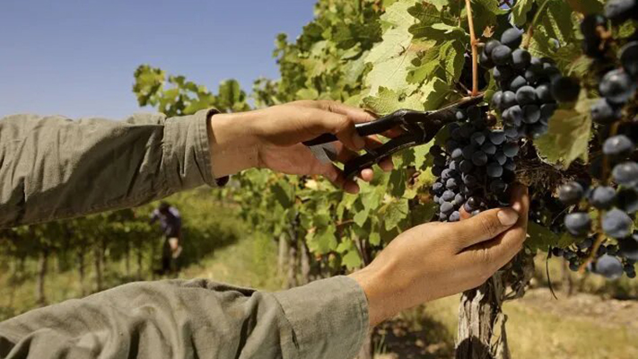 Vendimia 2023: Merma de un 21% en la producción de vinos