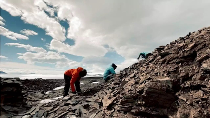 Encontraron indicadores de separación entre Antártida y Sudamérica en fósiles de pingüinos