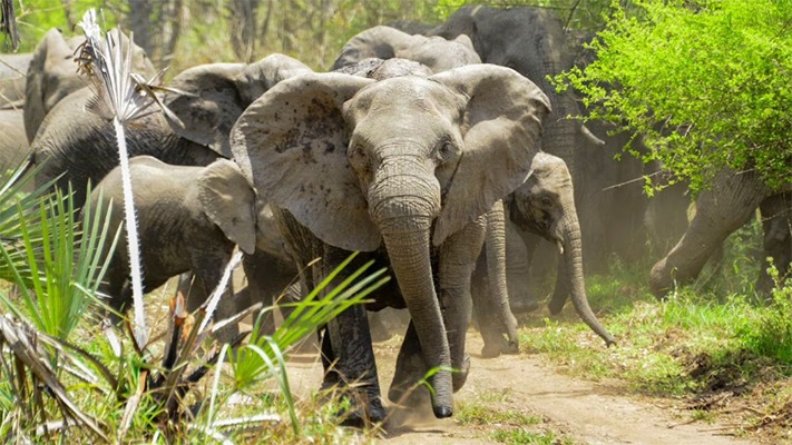Por la caza ilegal ya nacen elefantes sin colmillos