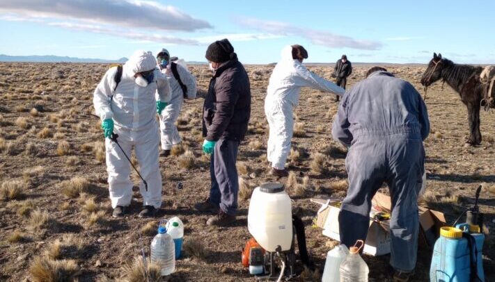 Convocan a productores afectados por la plaga tucura a presentar la declaración jurada