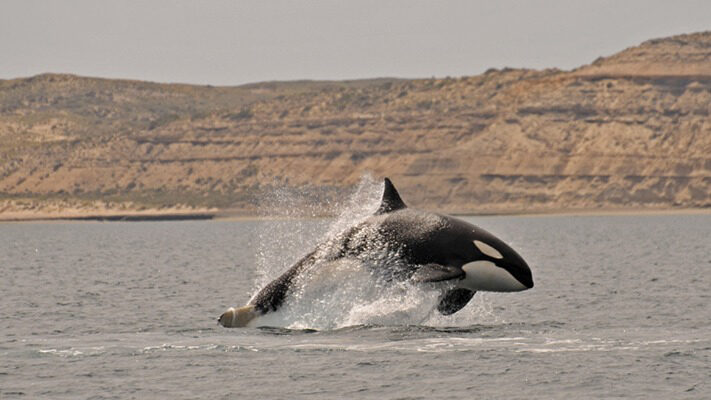 noticias, orcas, turismo