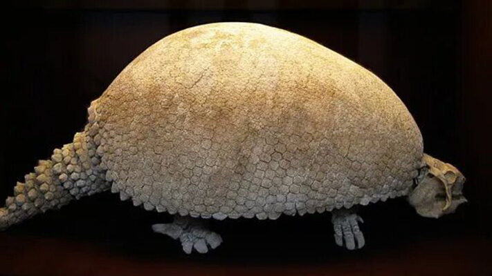 costa, gliptodonte, hallazgo, Mar del Plata, niños