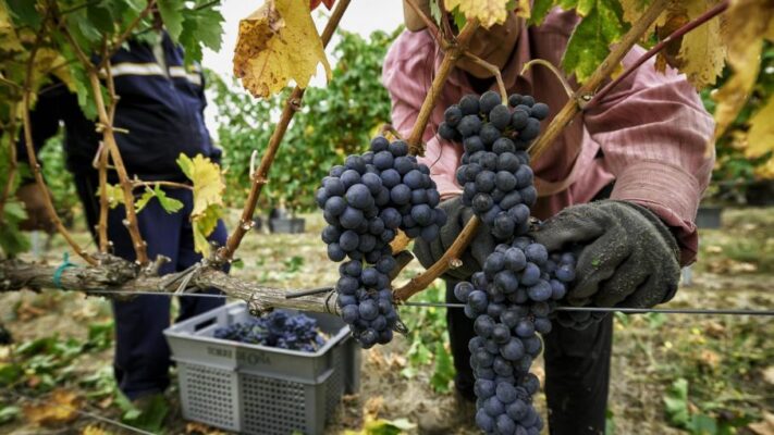 Río Negro lanzó líneas de financiamiento para el sector vitivinícola