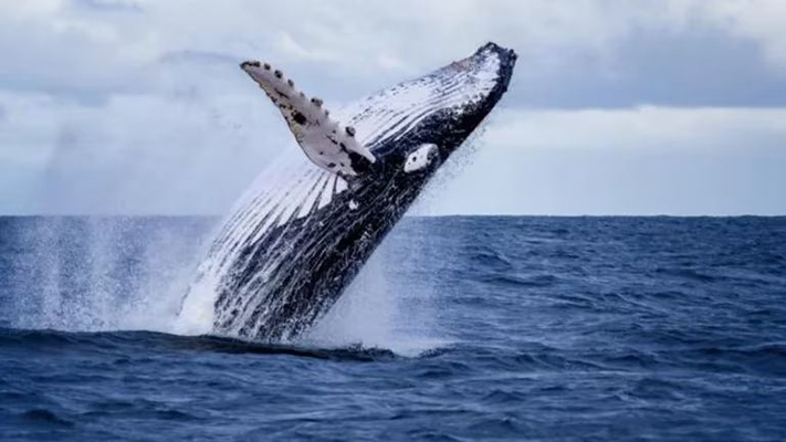 Las ballenas jorobadas de Australia ahora cantan menos