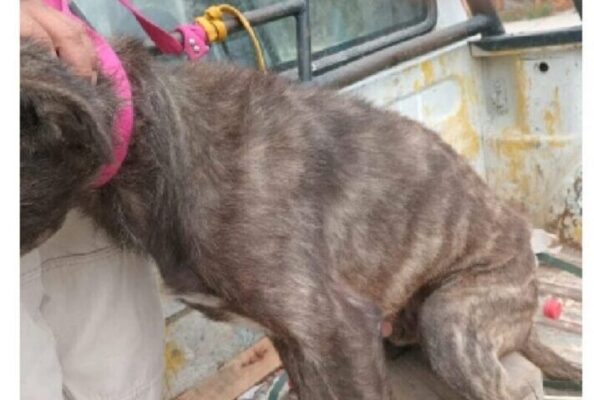 La policía intervino en un nuevo caso de maltrato animal