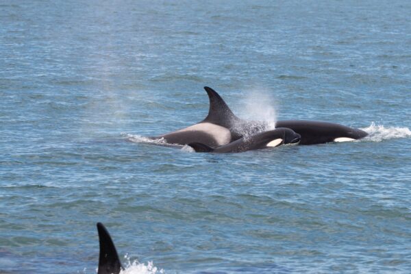 Fundación, Jazmin, Konke, orcas, Pirámides, Punta Norte Orca Research