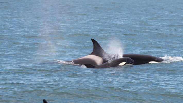 Identificaron dos orcas nuevas