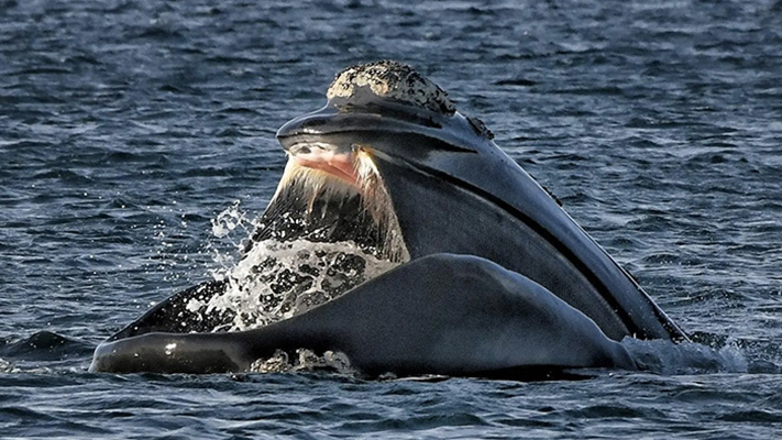 Las ballenas están cambiando sus áreas de alimentación