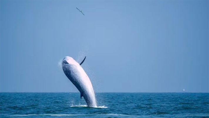Buscan establecer corredores seguros para las ballenas