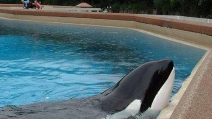 Murió en Canadá, Kiska, la orca “más solitaria del mundo”