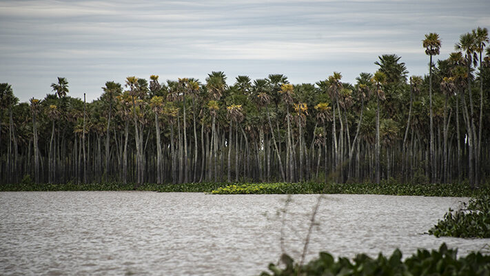 Chaco, laguna el palmar, medioambiente, noticias, Parque Nacional