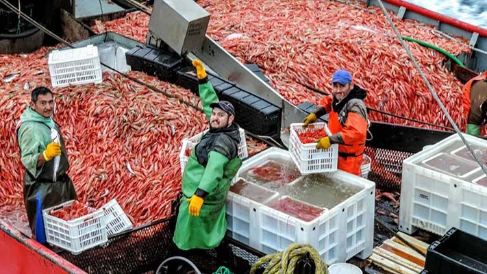 Etiquetas: chubut, langostino, Rawson