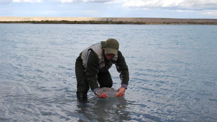 Etiquetas: FIESTA POPULAR, piedra buena, río santa cruz, Trucha Steelhead