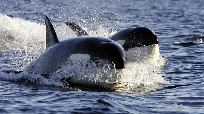 Comienza en Península Valdés la “Semana de las Orcas”