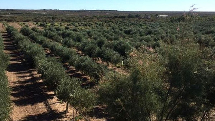 Chubut promueve el desarrollo de la producción olivícola