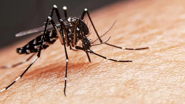 Argentina “vive el mayor brote de dengue”, superior al de 2016 y 2020