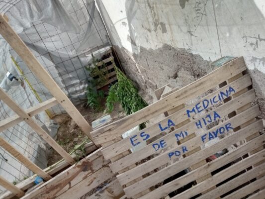 cannabis, inseguridad, MEDICINAL, plantas, robo