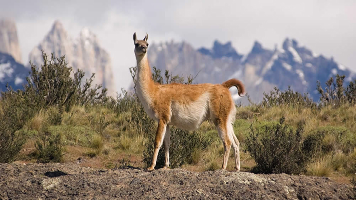 Caza deportiva: ampliaron el número permitido de ejemplares de guanaco