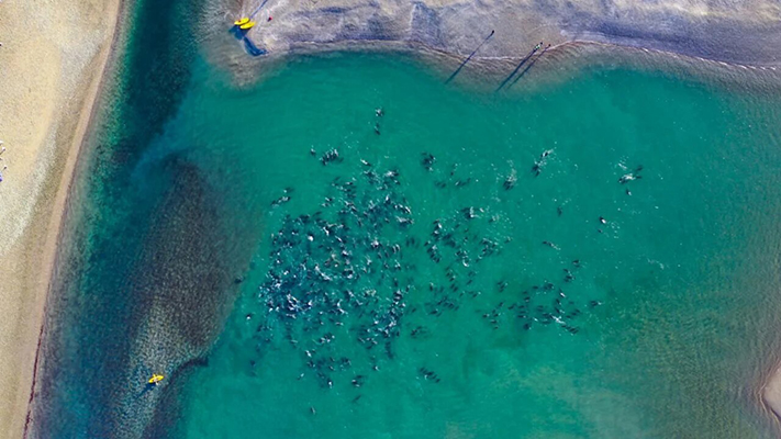 Rescataron a unos 300 delfines que estaban varados en el Golfo San Matías