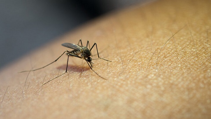 Confirman más 56 mil casos de dengue en la Argentina