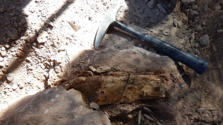 Importante hallazgo de restos de un dinosaurio en el norte de Neuquén