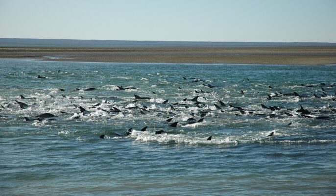 CIMAS, CONICET, delfines, San Antonio Oeste