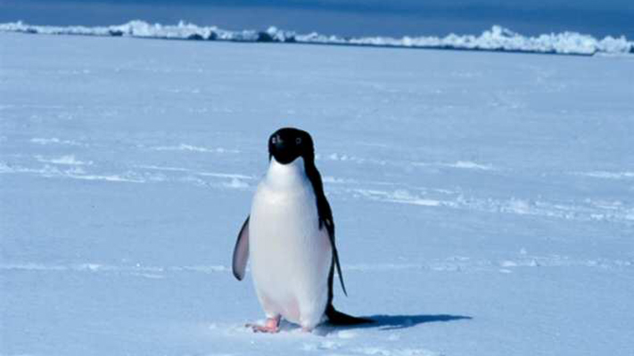 Los pingüinos y el reciclaje de hierro en aguas antárticas