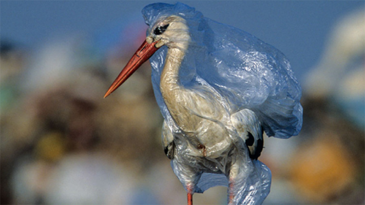 aves marinas, CIENCIA, contaminación, Ecología, mar, plásticos