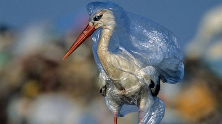 Detectan nueva enfermedad que afecta a las aves marinas