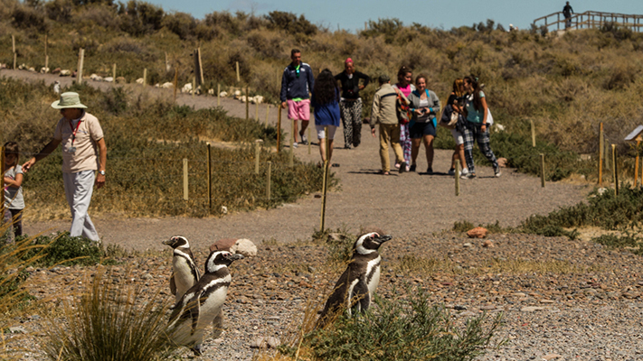 Más de 119.000 turistas visitaron Punta Tombo