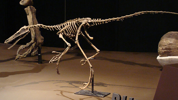 Fósiles rionegrinos serán estudiados en un prestigioso laboratorio japonés