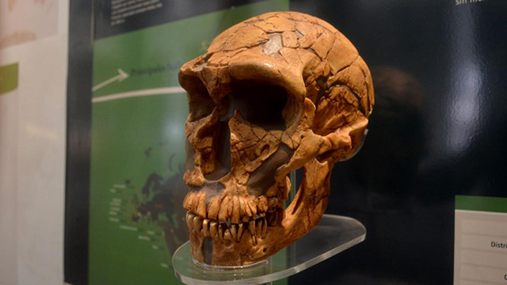 Los latinoamericanos tenemos una importante contribución genética de los neandertales