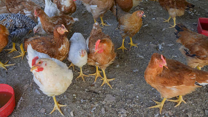 Cómo acceder a la asistencia estatal para productores avícolas que rige desde hoy