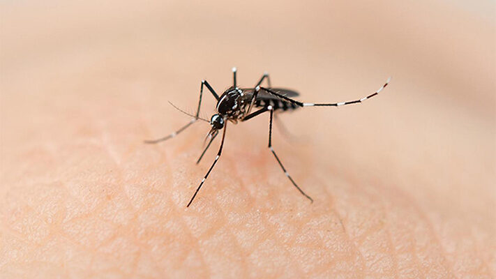 Dengue en Argentina: detectaron una nueva variante en Tucumán
