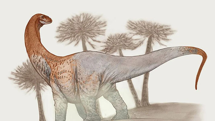 Chucarosaurus: cómo era el dinosaurio gigante de 90 millones de años que descubrieron en Río Negro