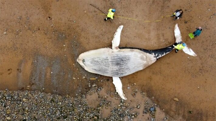 ballena, contaminación, Francia, medioambiente, noticias, plástico